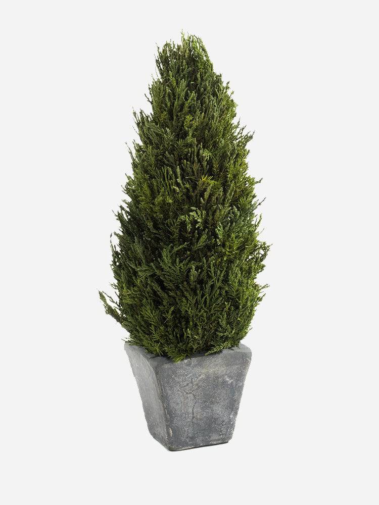 Cypress Tree Topiary - Small