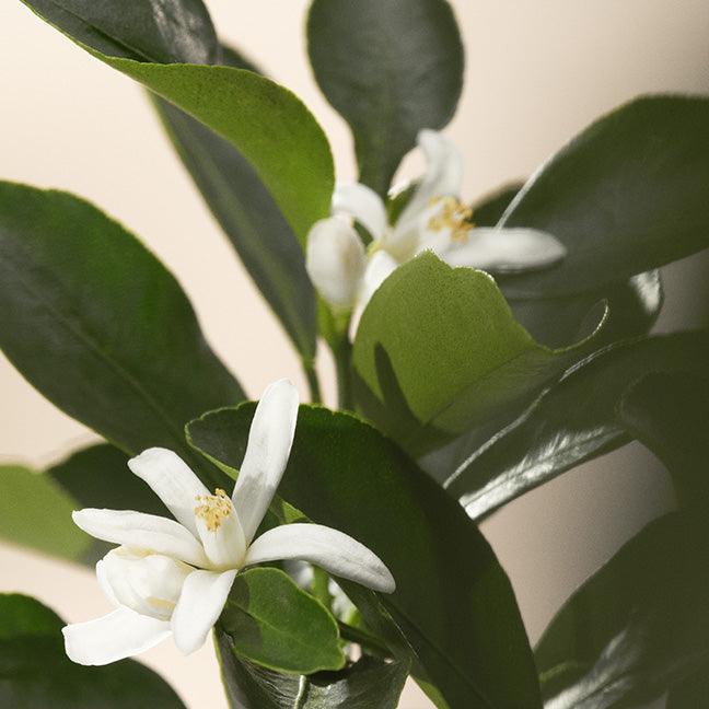 NEST Sunlit Yuzu and Neroli Votive