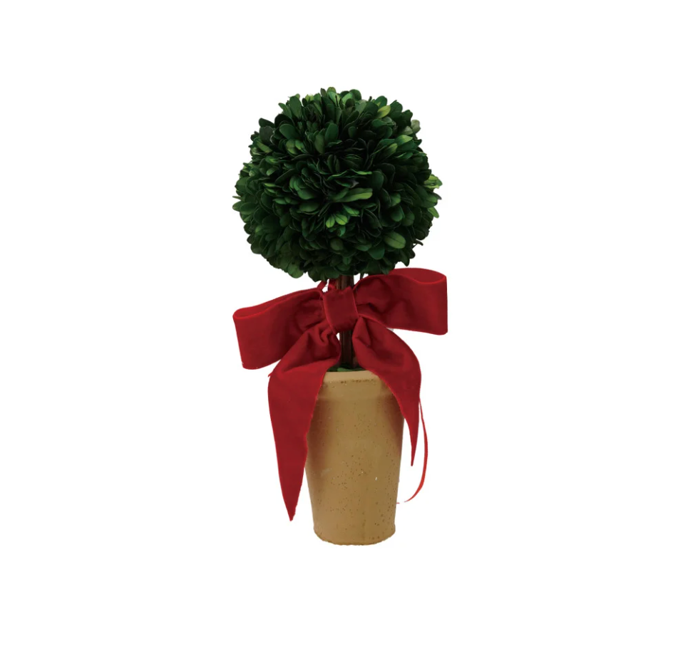 Dried Boxwood Tree in Terra-cotta Pot with Red Velvet Bow