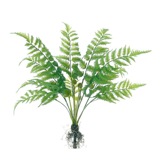Boston Fern Bush 22"