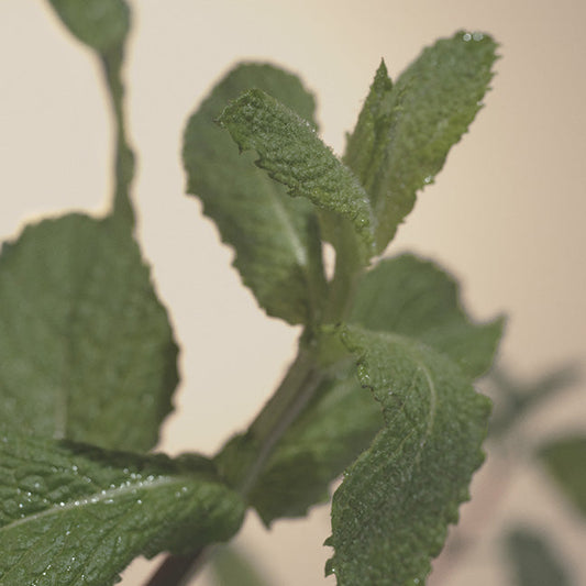 NEST Wild Mint & Eucalyptus Reed Diffuser Liquid Refill