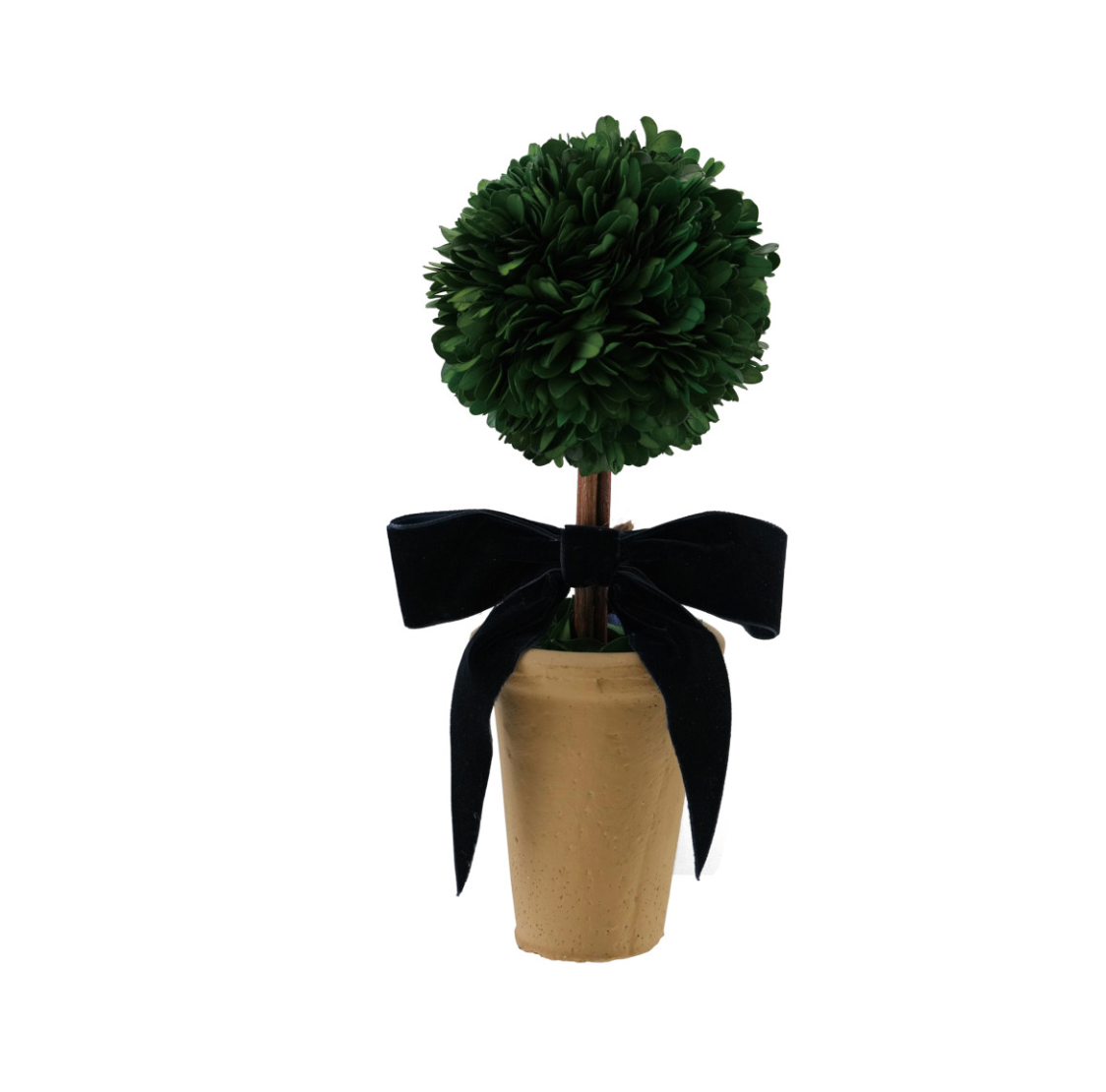 Dried Boxwood Tree in Terra-cotta Pot with Navy Color Velvet Bow