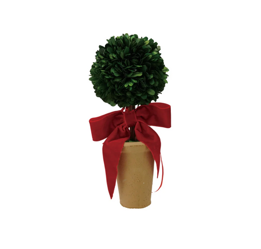 Dried Boxwood Tree in Terra-cotta Pot with Red Velvet Bow