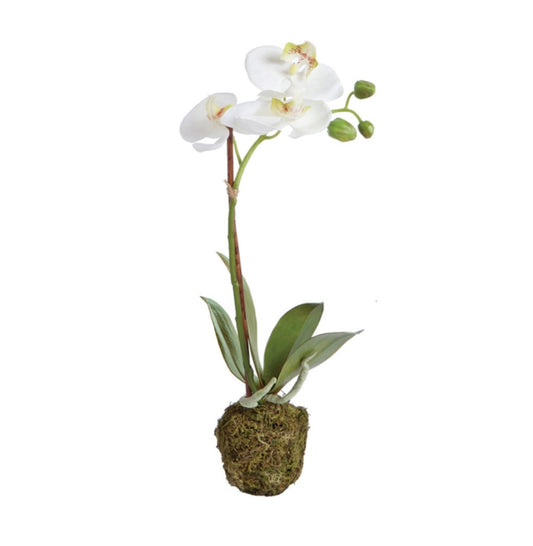 15" Phalaenopsis Orchid  Drop-In