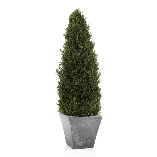 Cypress Tree Topiary - Ex Large
