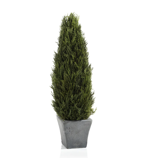 Cypress Tree Topiary - Large