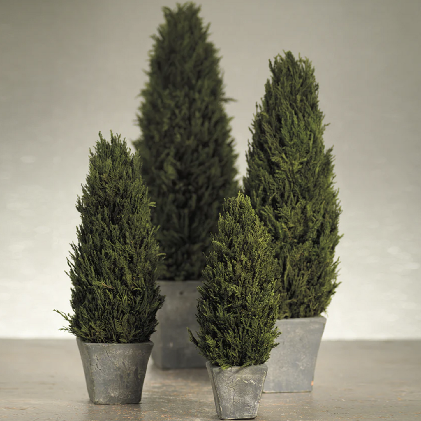 Cypress Tree Topiary - Large