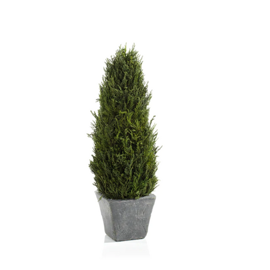 Cypress Tree Topiary - Medium