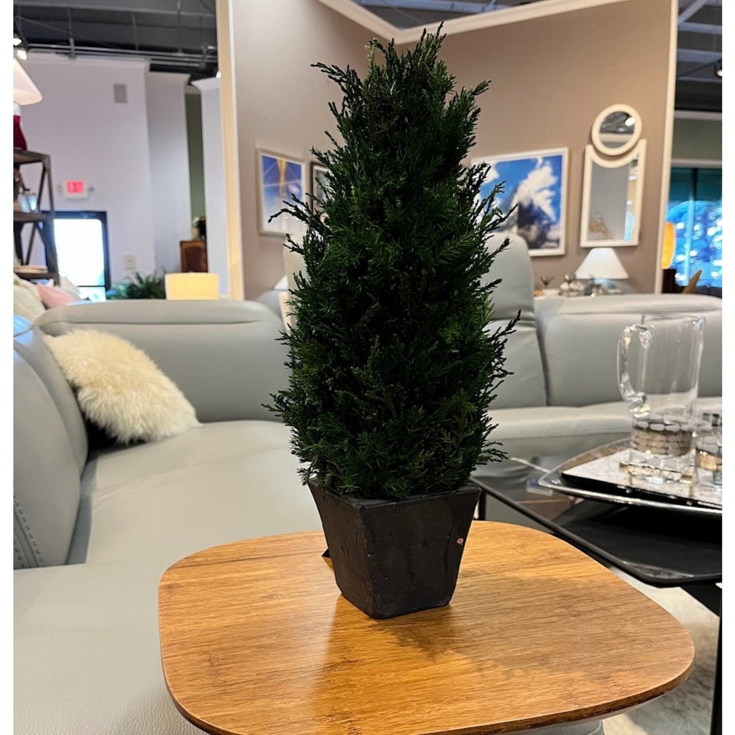 Cypress Tree Topiary - Medium